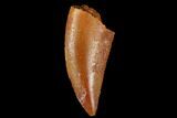 Serrated, Raptor Tooth - Real Dinosaur Tooth #173523-1